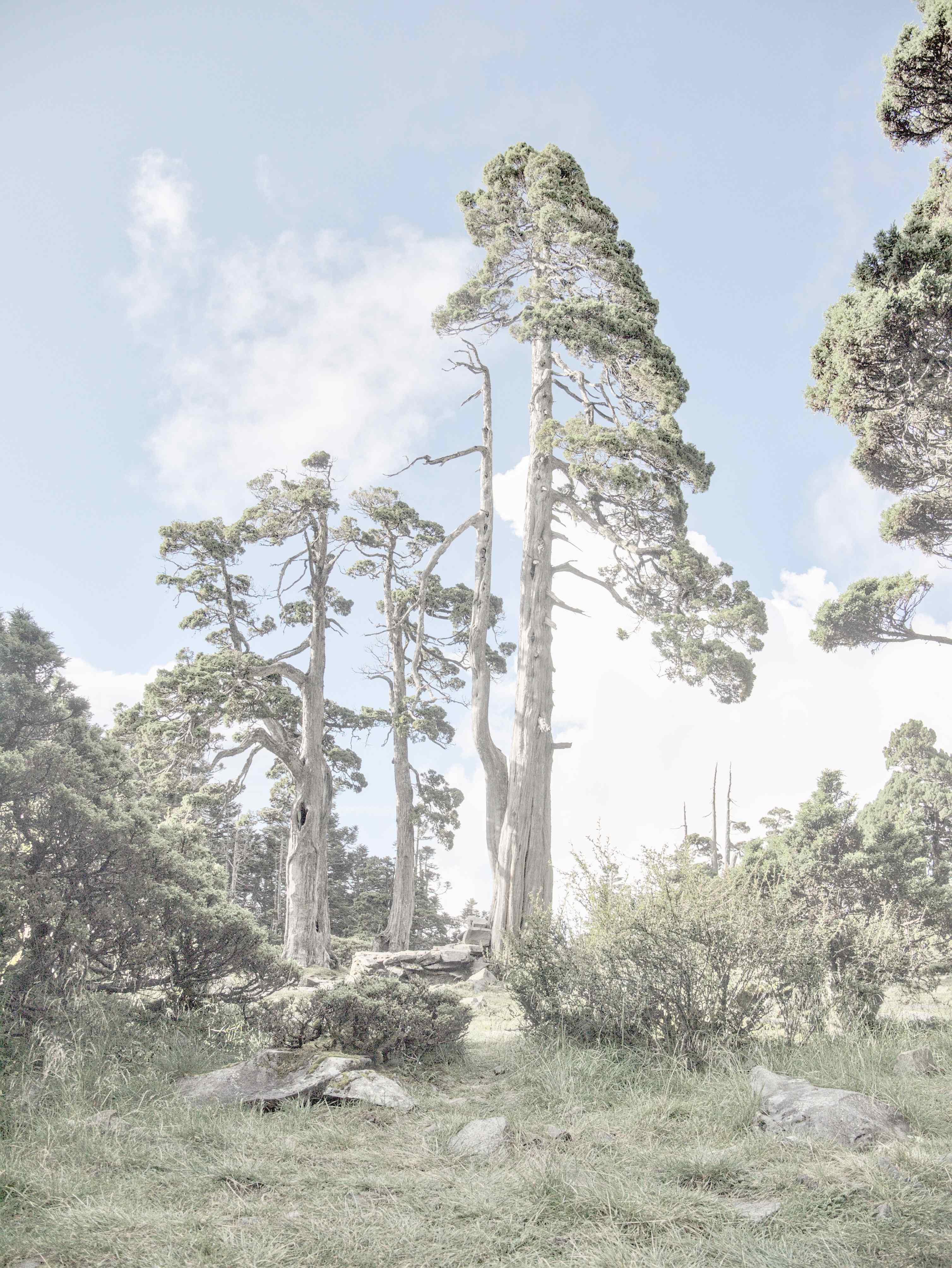 2_Begli_alberi