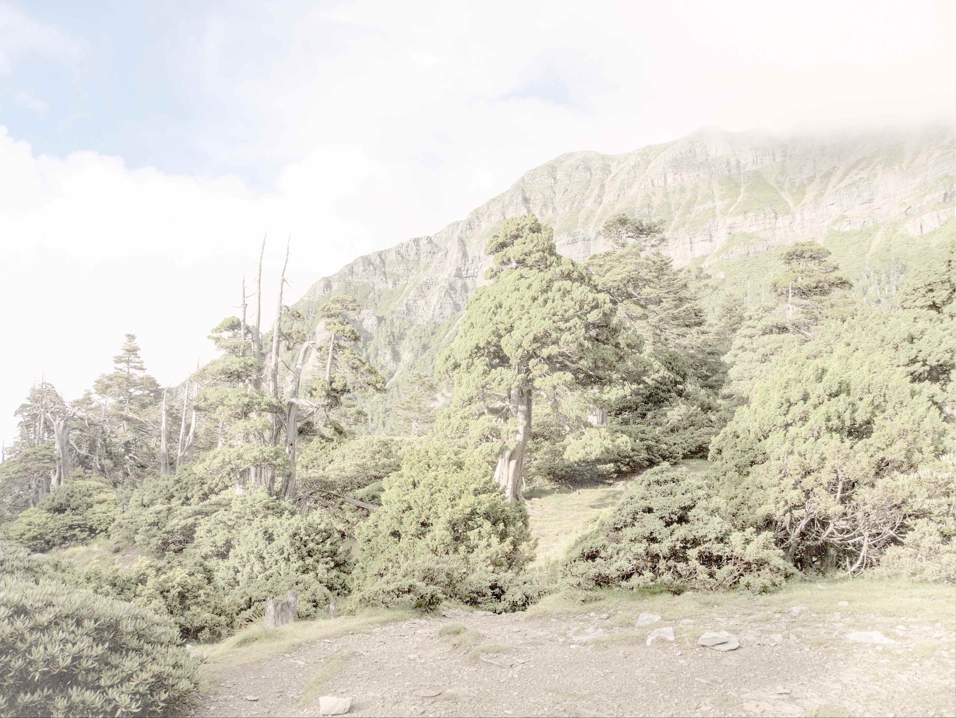 4_Begli_alberi